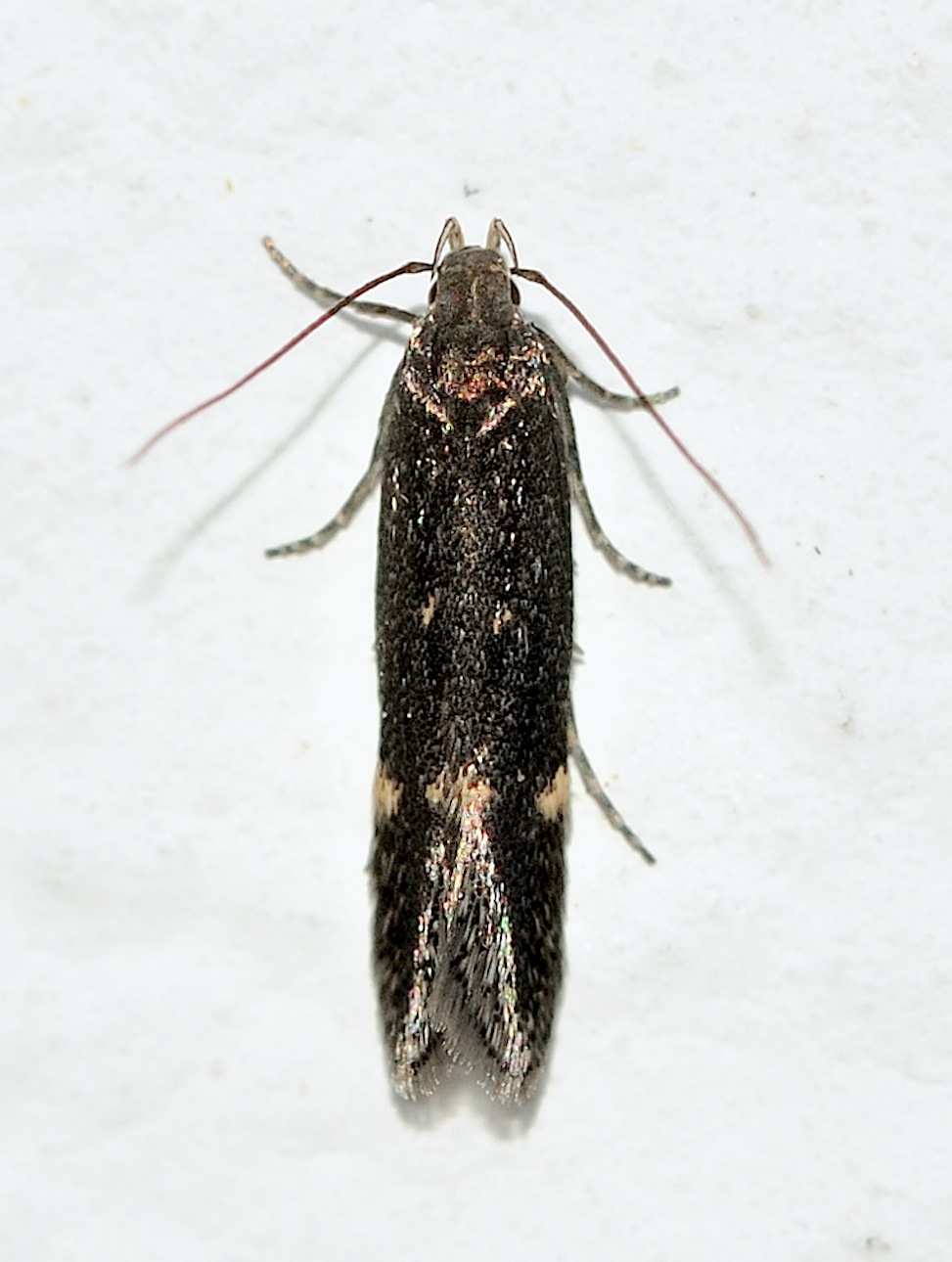 Gelechiidae n 2